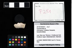 Foto (Objekt + Etikett) von Goniodromites sp.  (NHMW-GEO-2014-0194-0251)